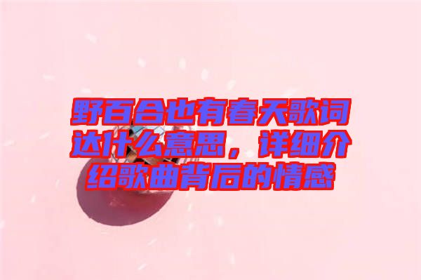 野百合也有春天歌詞達什么意思,詳細介紹歌曲背后的情感