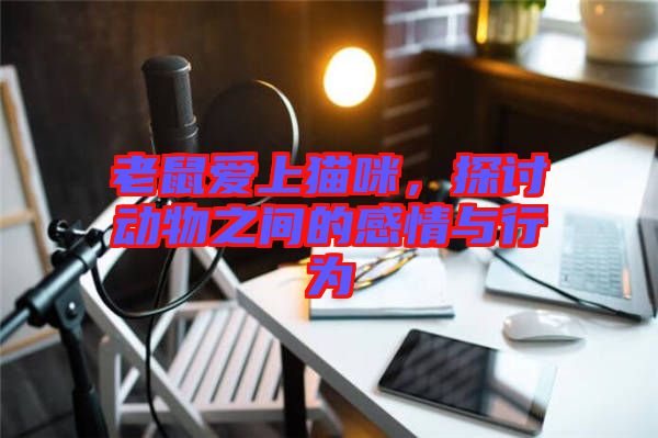 老鼠愛(ài)上貓咪,探討動(dòng)物之間的感情與行為